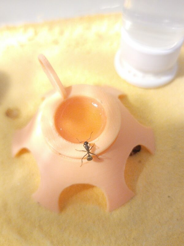 un petit support avec du liquide sucré et une fourmis entrain de ce nourrir